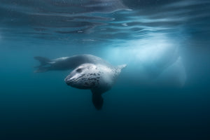 Leopard Seal Antarctica Wildlife Photography