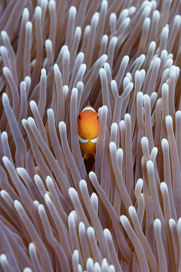 Nemo | Australia – Wildlife Photography Prints & Frames