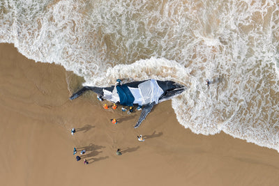 Ocean Photographer of the Year recognition for Stranded