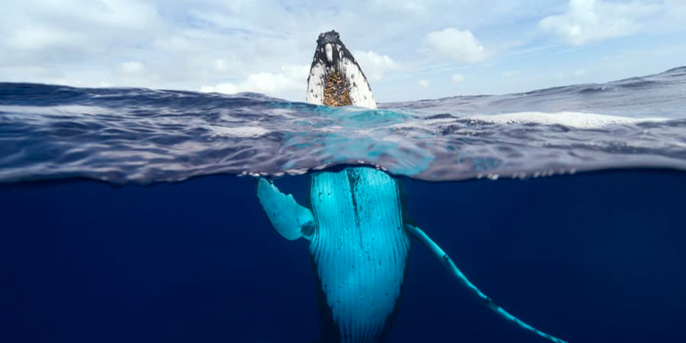Humpback Whale Photographs by Craig Parry