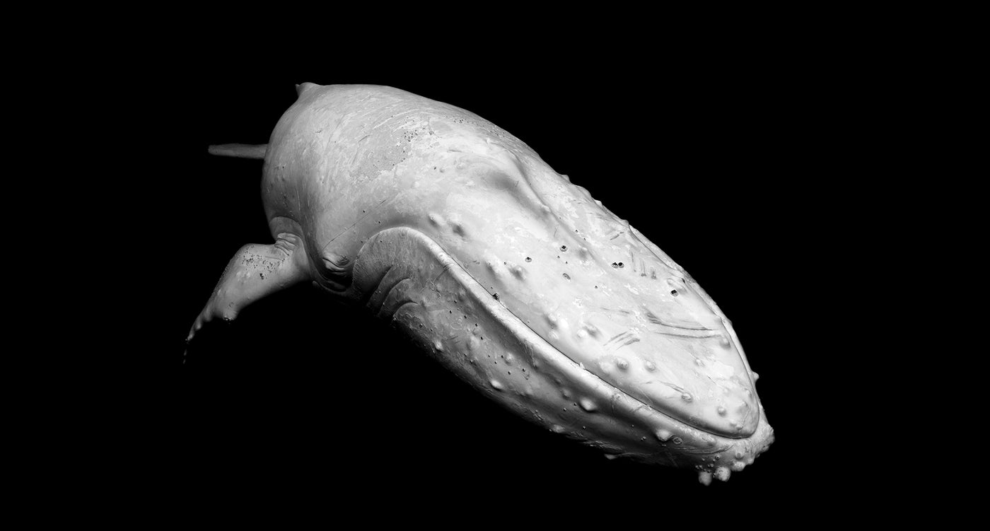 Incredible Encounter with Migaloo the White Whale Craig Parry Photography