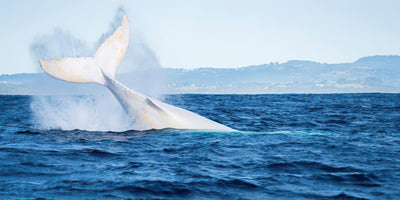 Mysterious white whale makes appearance off Byron Bay