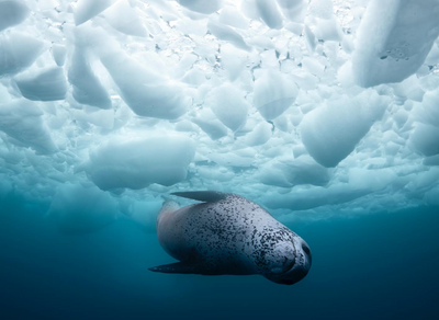 Leopard wins at Sony Alpha Awards