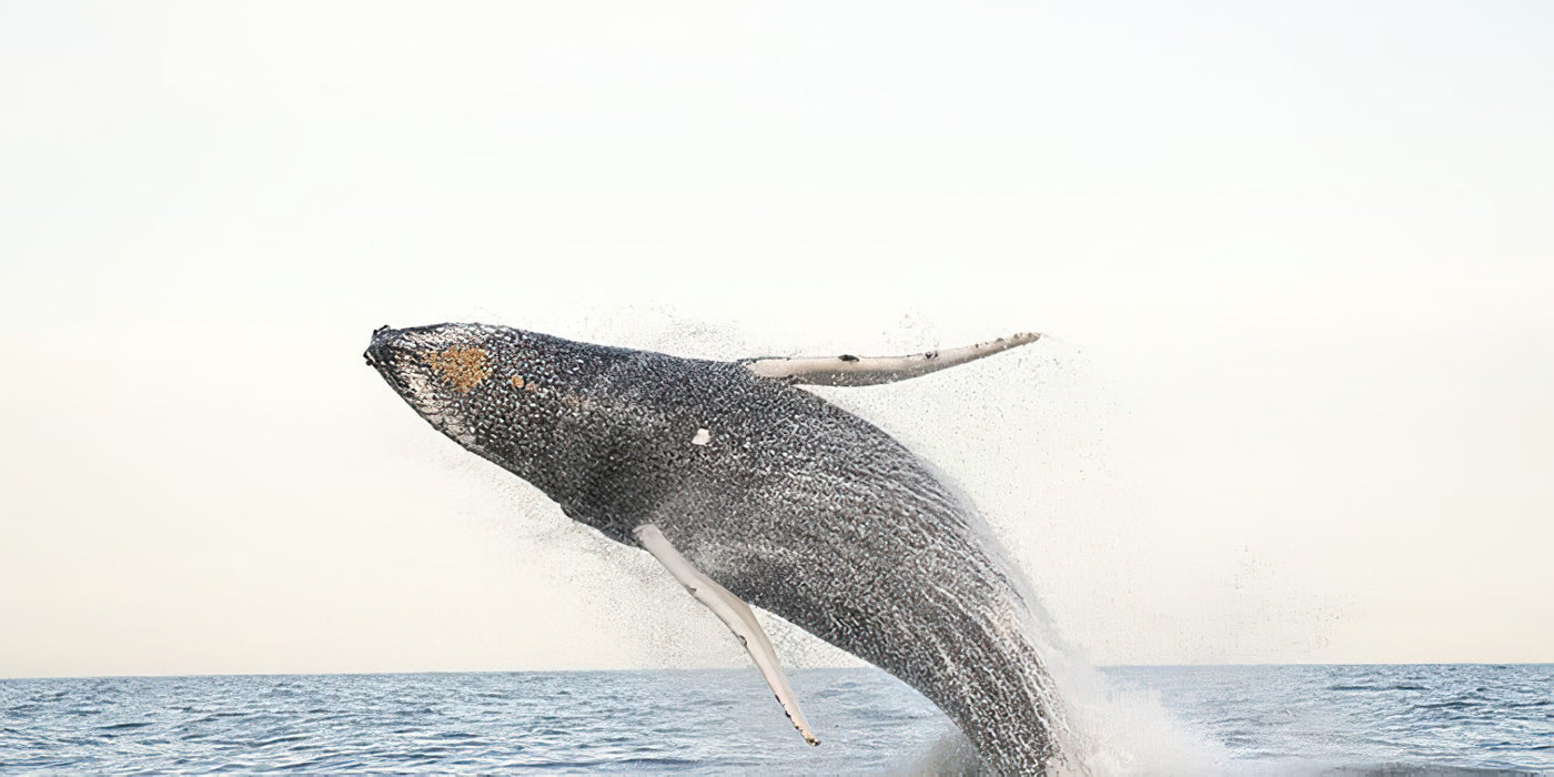 Whale watching in Byron Bay