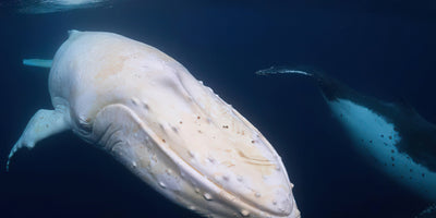 Rare underwater photo of white humpback whale Migaloo beats 10,000 entries in comp