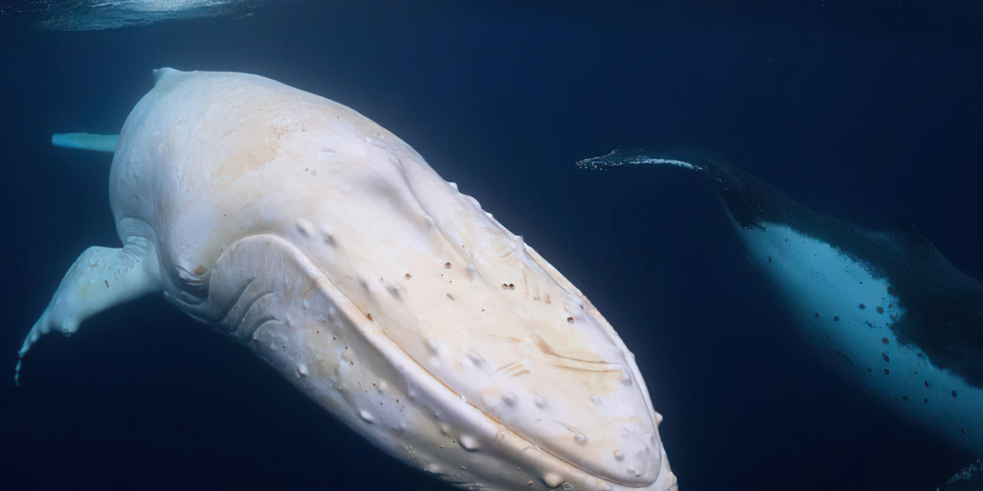 Award-Winning Migaloo Shot: Australian Coast Photography by Craig Parry