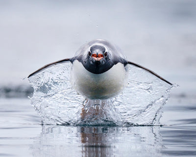 Gentoo Penguin makes waves at Ocean Photographer of the Year Awards