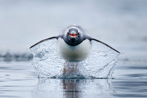 Penguins Antarctica Wildlife Photography Art