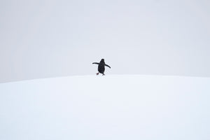 Penguins Antartica Wildlife Photography Prints and Frames