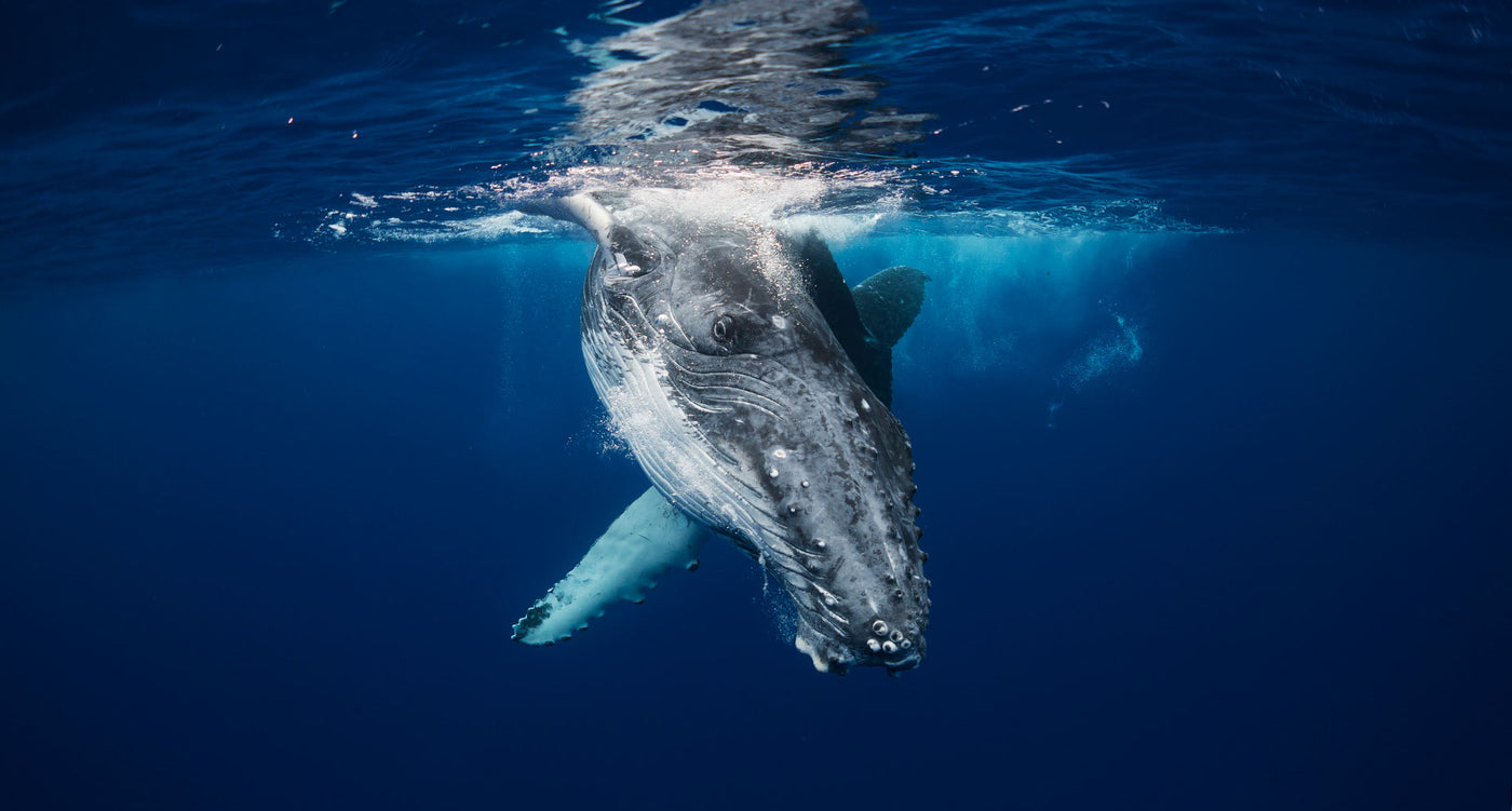 Whale Ocean Photography Prints and Frame