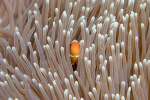 Nemo Australia Underwater photography Prints and Frames