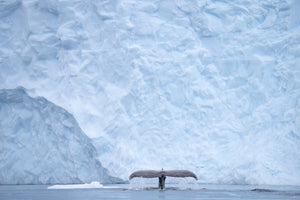 Antartica Wildlife Photography Prints and Frames