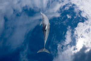 Dolphin Marine life Photography frames and prints