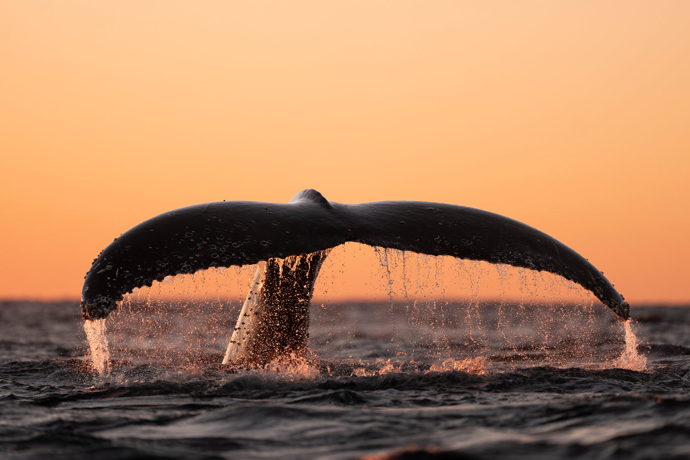 The tale of dawn  | Australia – Wildlife Photography