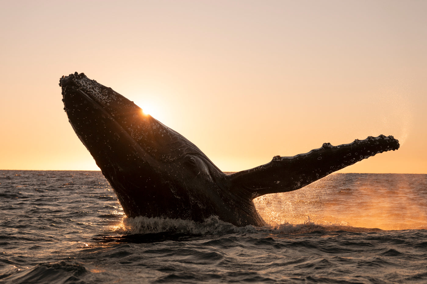 Sunrise silhouette   | Australia – Wildlife Photography