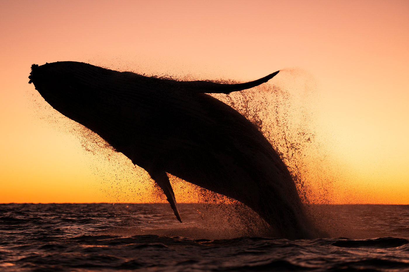 Dawn Launch  | Australia – Wildlife Photography