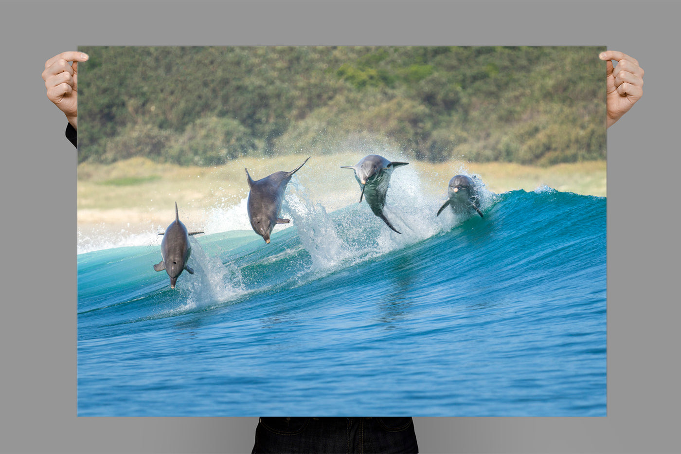 Awesome Foursome | Byron Bay – Wildlife Photography Prints & Frames