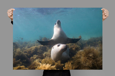 Boo | South Australia – Wildlife Photography Prints & Frames