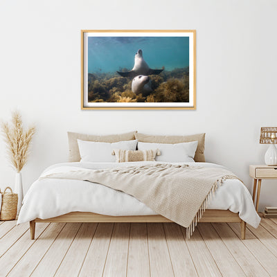 Boo | South Australia – Wildlife Photography Prints & Frames