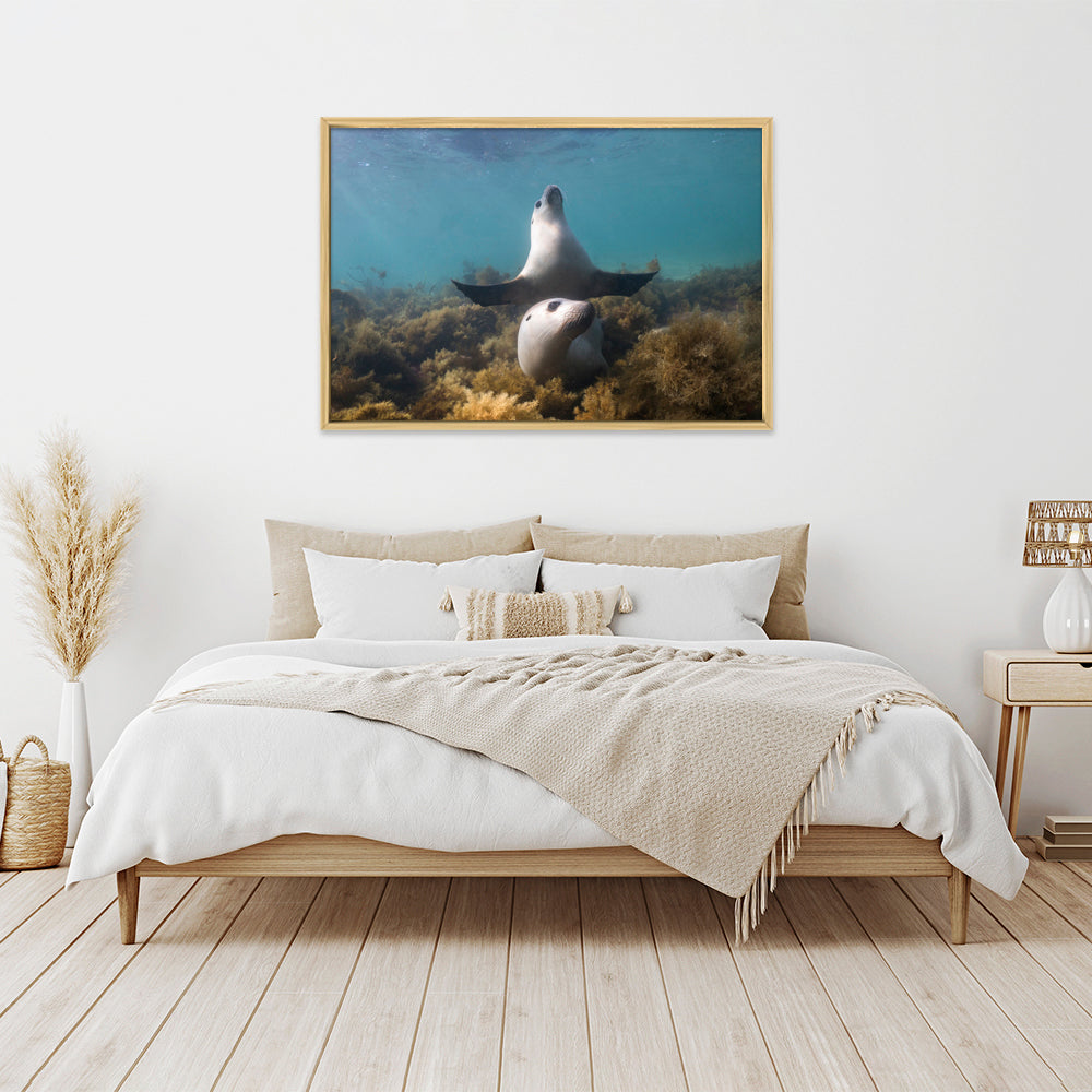 Boo | South Australia – Wildlife Photography Prints & Frames
