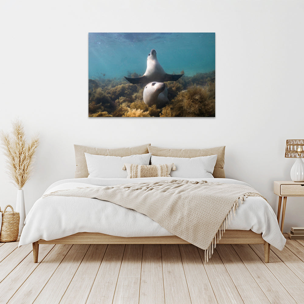 Boo | South Australia – Wildlife Photography Prints & Frames