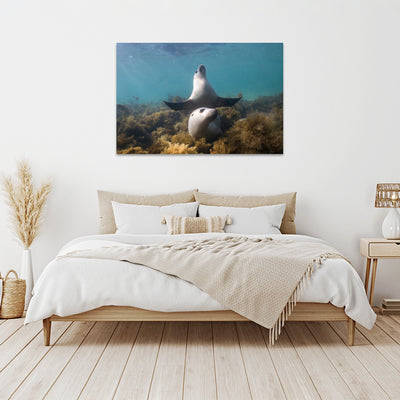Boo | South Australia – Wildlife Photography Prints & Frames