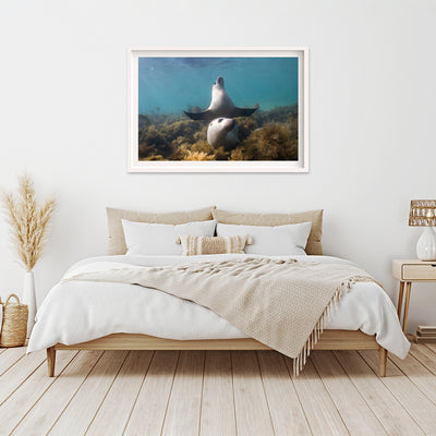 Boo | South Australia – Wildlife Photography Prints & Frames