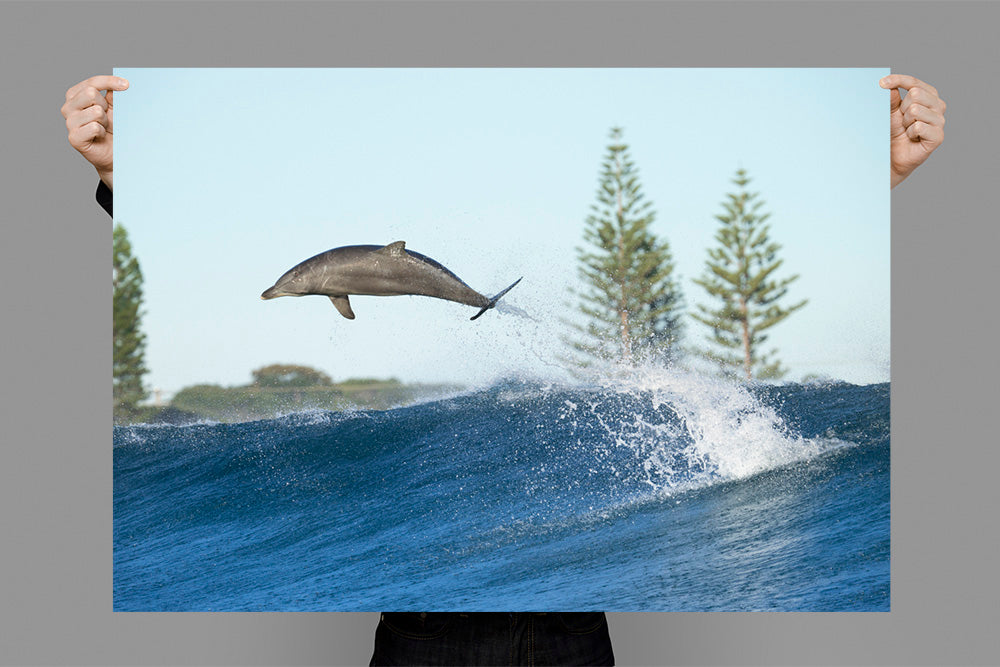 Boost | Byron Bay – Wildlife Photography Prints & Frames