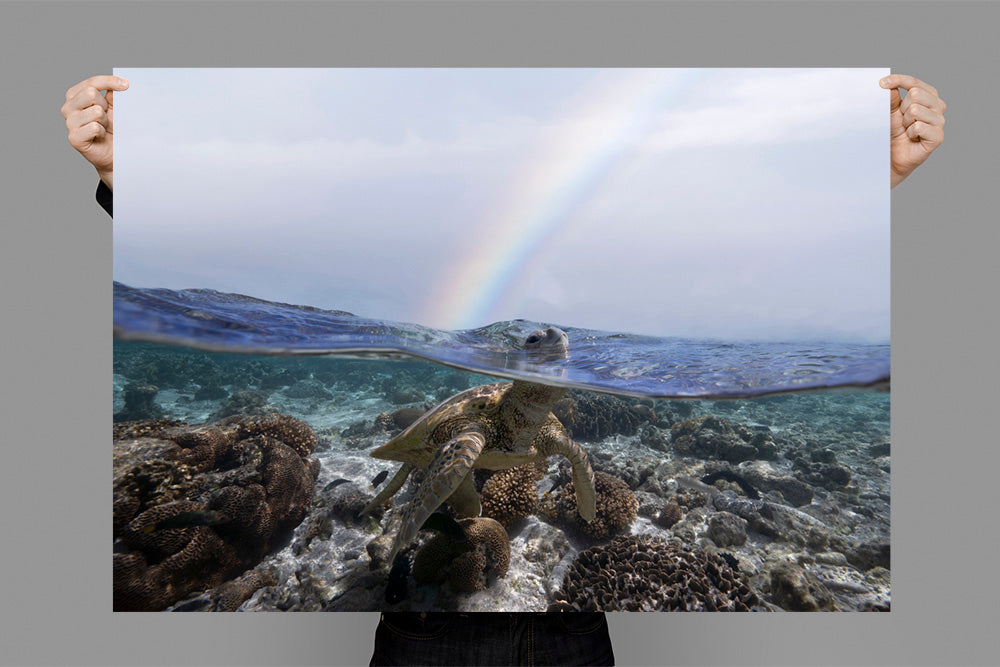 Breathe | Great Barrier Reef – Wildlife Photography