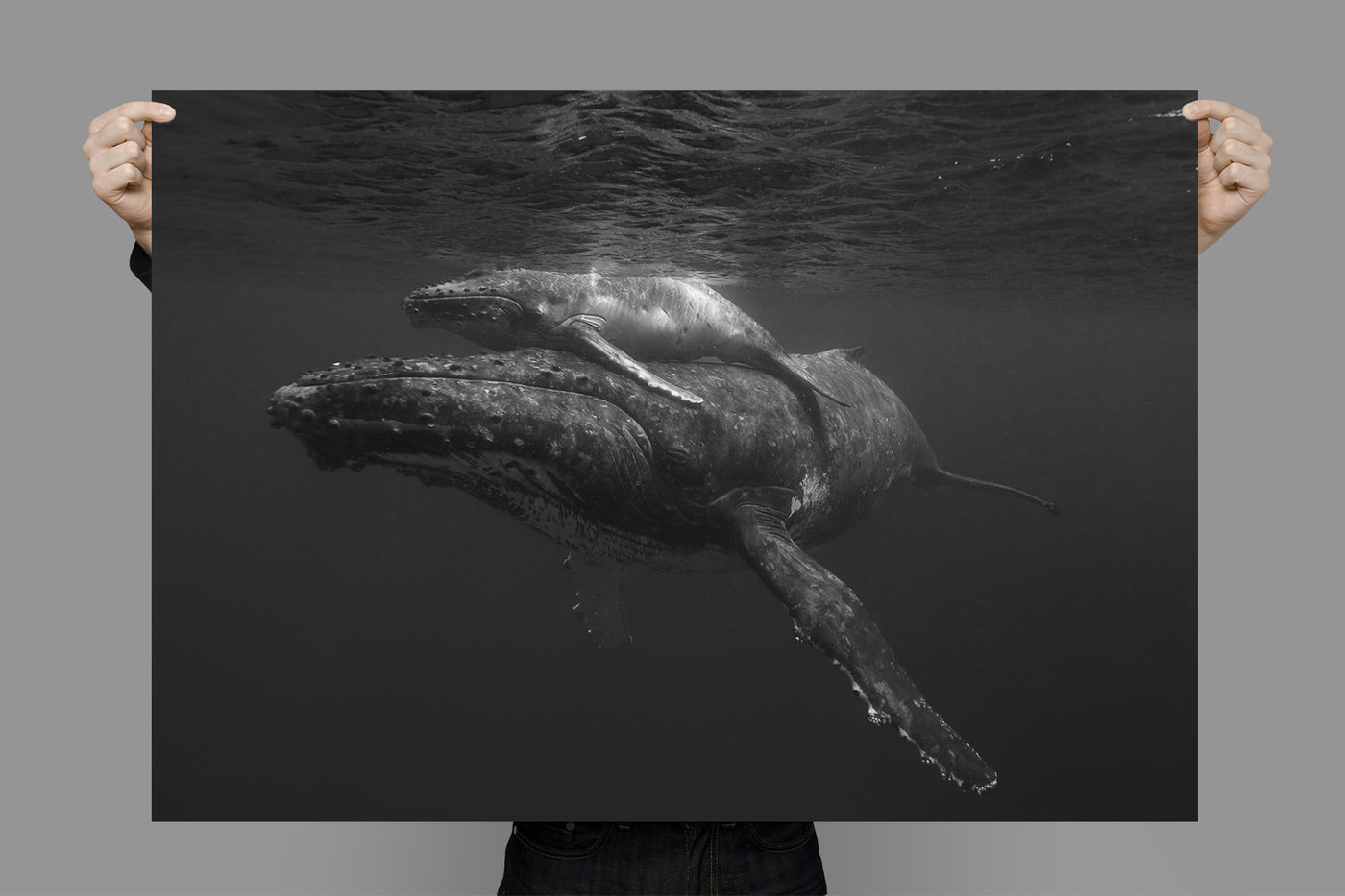 Breathe | Tonga – Wildlife Photography