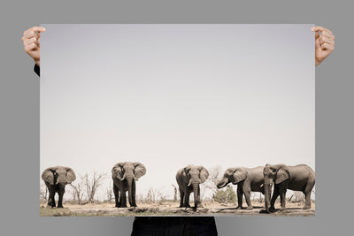 Bulls on Parade | Africa – Wildlife Photography