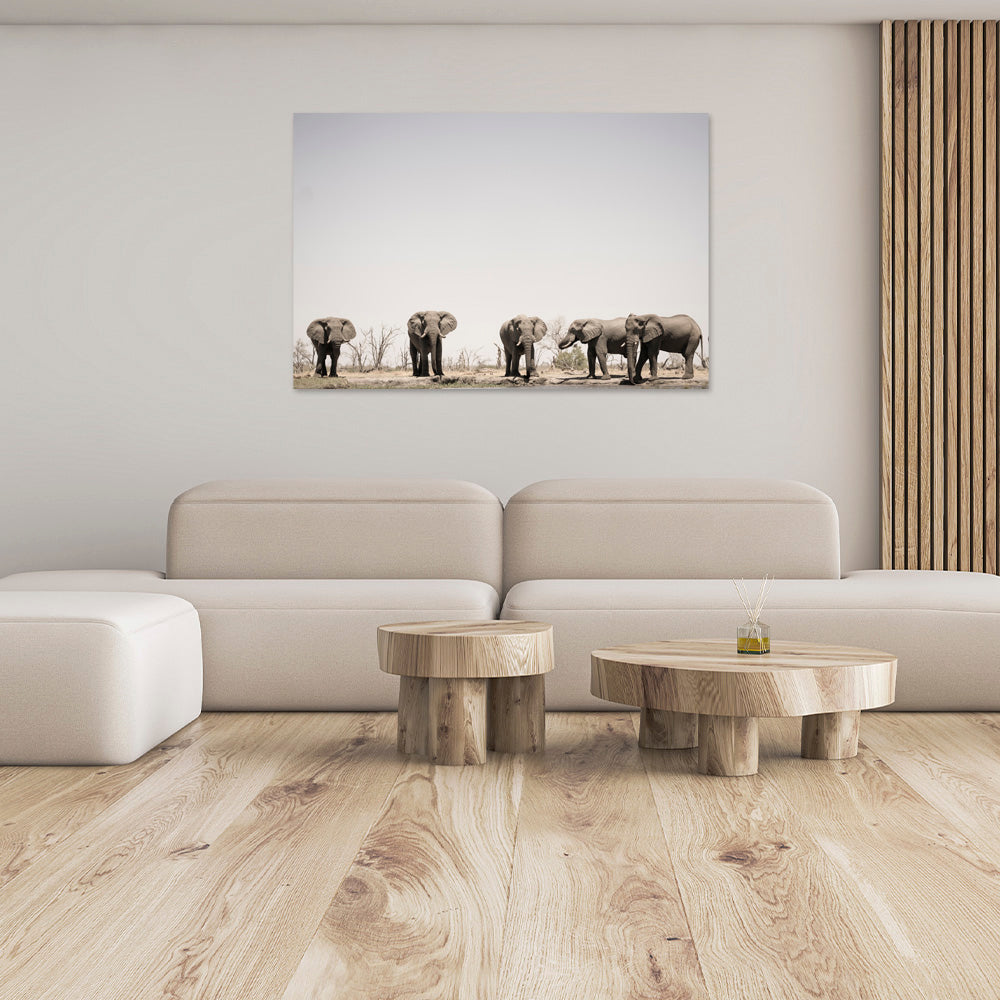 Bulls on Parade | Africa – Wildlife Photography