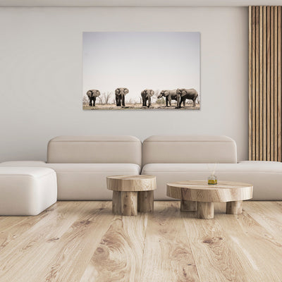 Bulls on Parade | Africa – Wildlife Photography