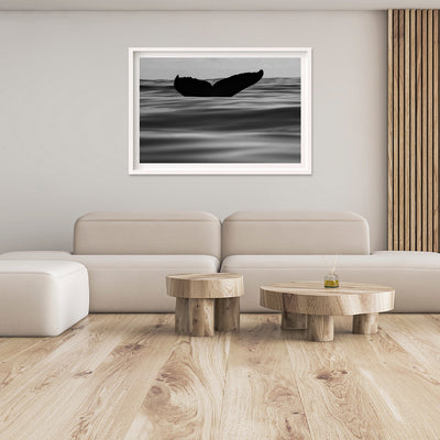 Calm | Byron Bay – Wildlife Photography