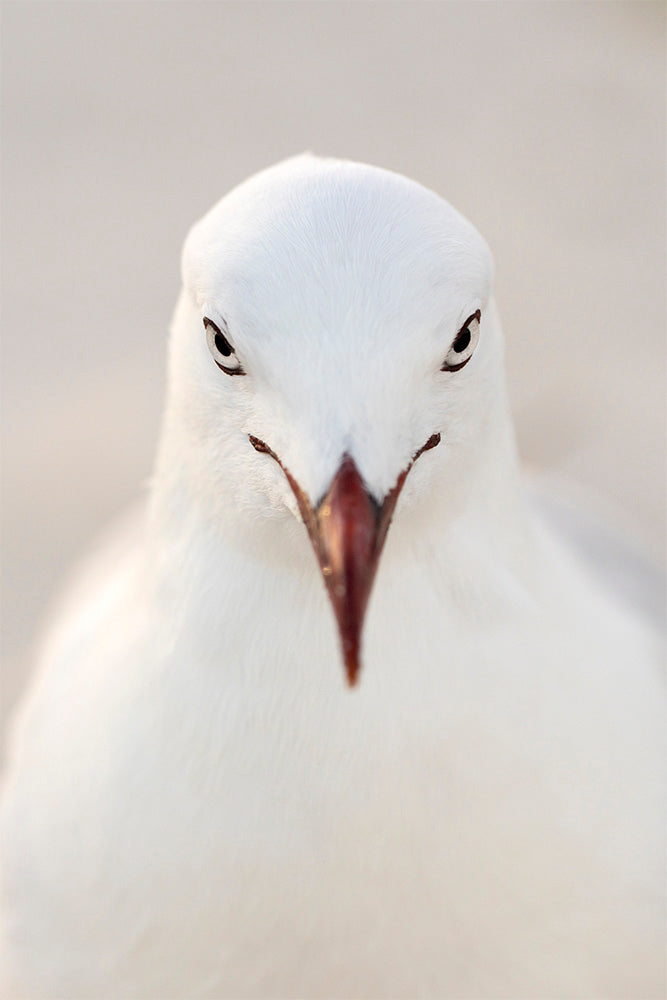 Chips | Byron Bay – Wildlife Photography