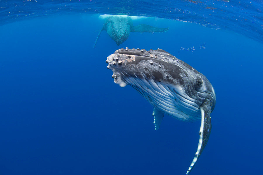 Curiosity | Tonga – Wildlife Photography
