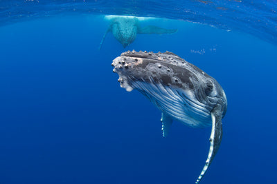 Curiosity | Tonga – Wildlife Photography