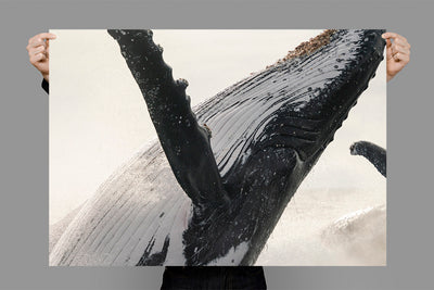 Detailed Breach | Byron Bay – Wildlife Photography Prints & Frames