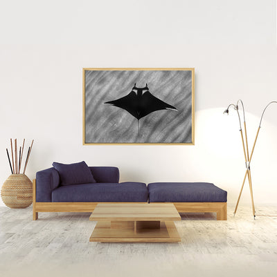 Giant Manta | Mexico – Wildlife Photography Prints & Frames