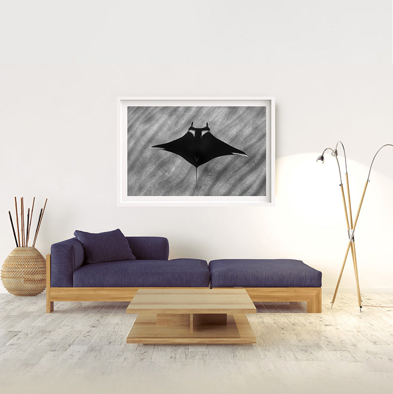 Giant Manta | Mexico – Wildlife Photography Prints & Frames