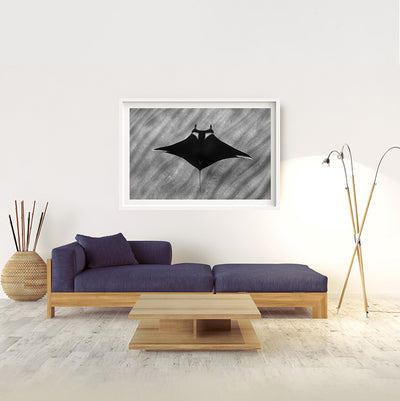 Giant Manta | Mexico – Wildlife Photography Prints & Frames