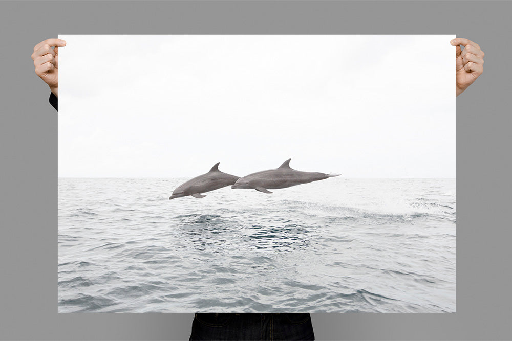 Duo | Byron Bay – Wildlife Photography