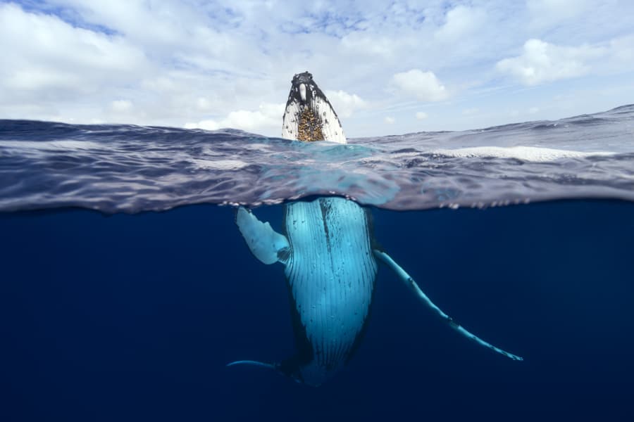 Emergence | Tonga – Wildlife Photography Prints