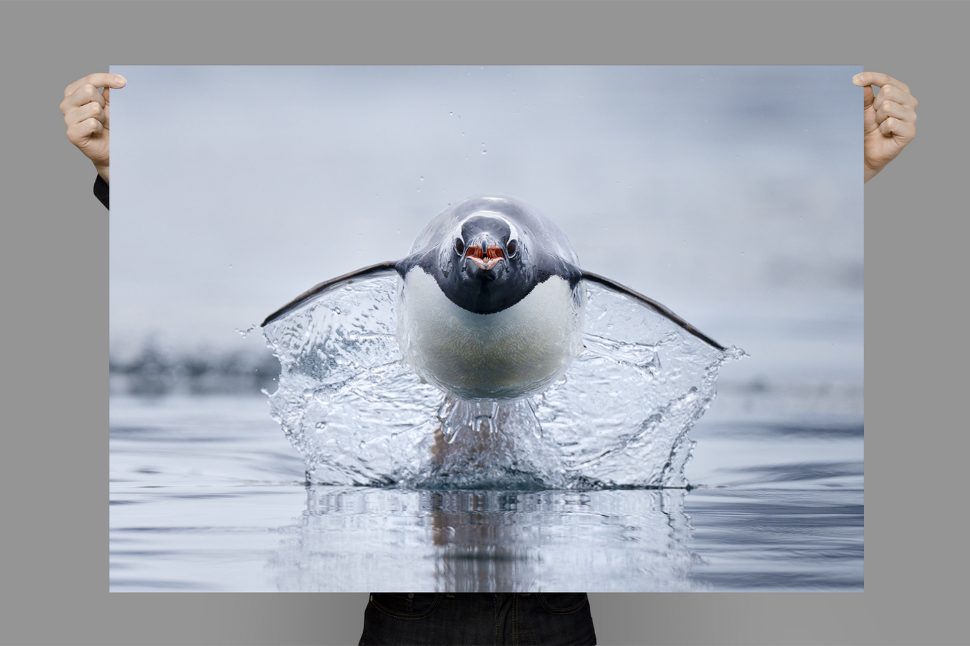 Gen Too | Antarctica – Wildlife Photography