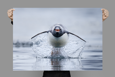 Gen Too | Antarctica – Wildlife Photography