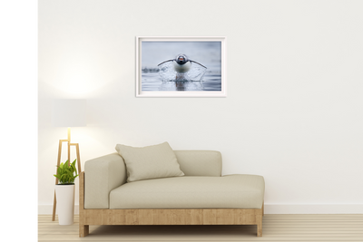 Gen Too | Antarctica – Wildlife Photography