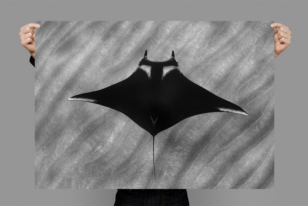 Giant Manta | Mexico – Wildlife Photography Prints & Frames