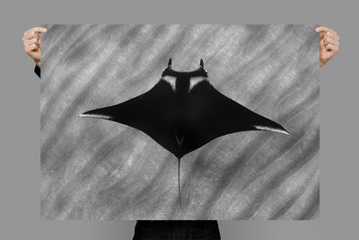 Giant Manta | Mexico – Wildlife Photography Prints & Frames