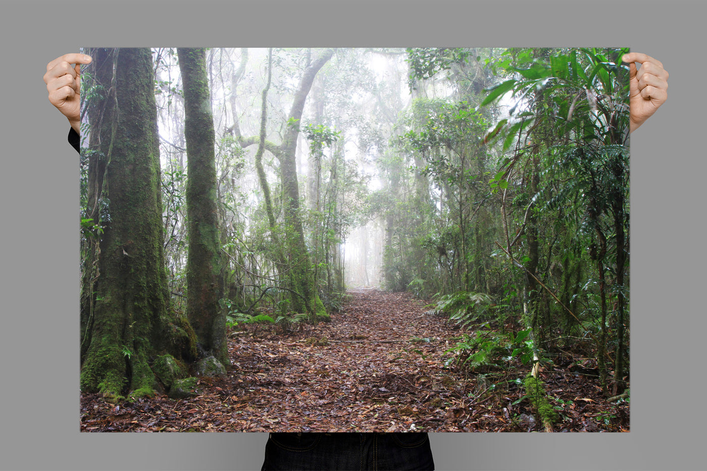 Green Room | Border Ranges – Landscape Photography