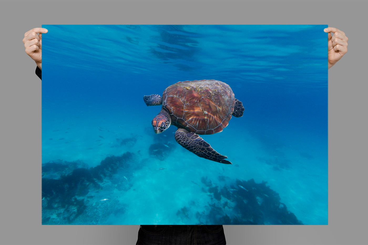 Hello | Byron Bay – Wildlife Photography